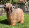 angee45 small