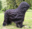 cornelius10 small