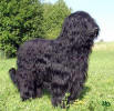 cornelius11 small