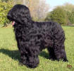 cornelius8 small
