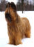 amadeo1 small