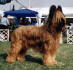 amadeo2 small