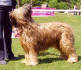 amadeo small