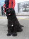 bella-4.1.2014 small