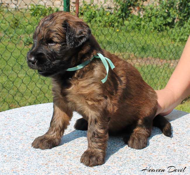 fena sv.zelena 7.6.2015