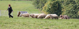 tulli iht1 small