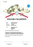theresa polsky sampion small1
