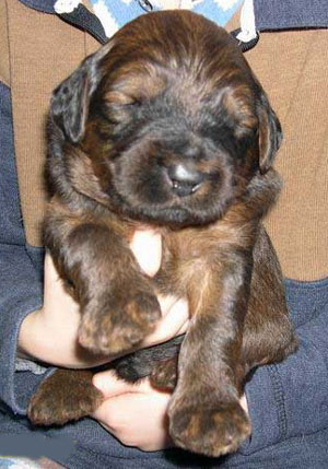 Buster Heaven Devil