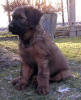 frodo3 small