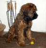 gaius1 small