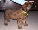 gawril1 small