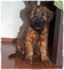 ginebra1 small