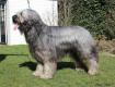kysha1 small