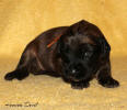 fena-oranzova-26.5 small