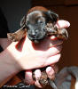 fena-ruzova2 small