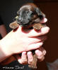 fena-zluta2 small