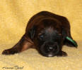 pes-zeleny-26,5 small