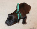 pes-zeleny small
