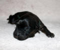 pes zeleny tm small