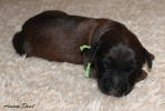 pes zeleny small