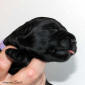 fena fialova2 small