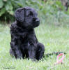 fena ruzova Paige 2562017 1 small