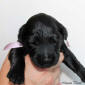 fena ruzova1 small