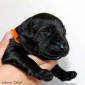 pes oranzovy small