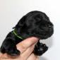 pes zeleny1 small