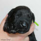 pes zeleny small