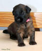 fena ruzova 2 small