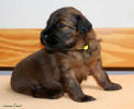fena zluta 2 small