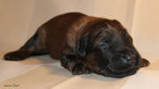 pes zeleny 1 small