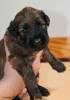 pes zeleny 2 small