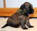 pes zeleny 3 small