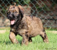 fena ruzova 10 7 2020 1 small