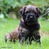 fena ruzova 23 6 2020 small