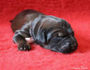 fena ruzova 27 5 2020 small