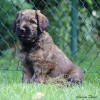 pes zeleny 10 7 2020 1 small