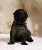 fena oranzova upsi 7 2 2021 small