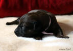 fena ruzova 29 1 2021 1 small