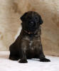 fena ruzova urmel frieda 7 2 2021 small