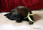 fena zluta 29 1 2021 3 small