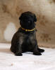 fena zluta unica allegra 7 2 2021 small