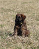 fena zluta unica allegra 7 3 2021 small