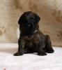 pes hnedy uriash 7 2 2021 small
