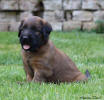 fena oranzova 20 6 2021 small