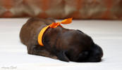 fena oranzova 21 5 2021 1 small