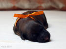 fena oranzova 21 5 2021 small