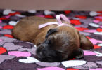 fena ruzova 1 6 2021 small
